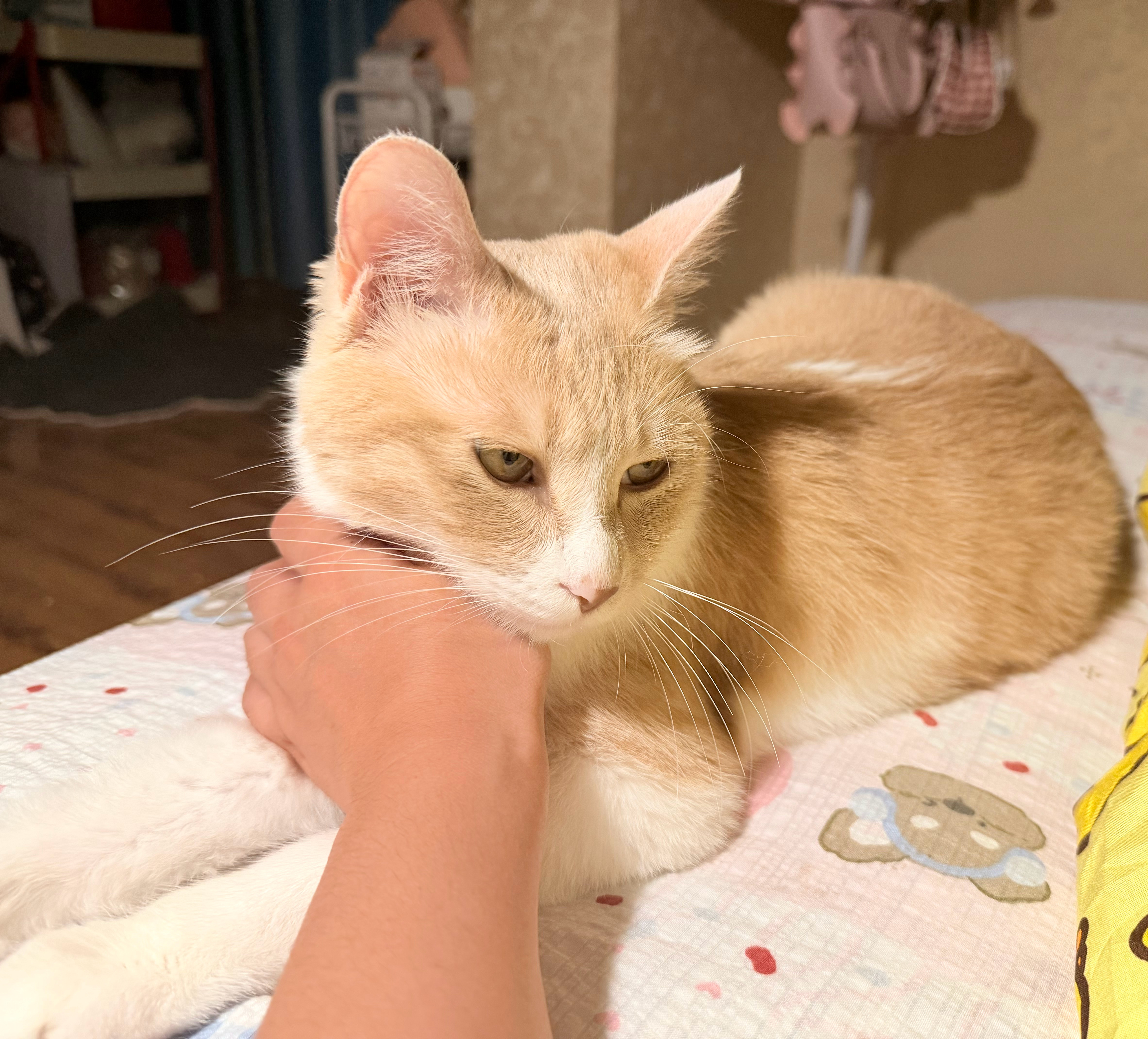 小猫热热的趴在我手上 