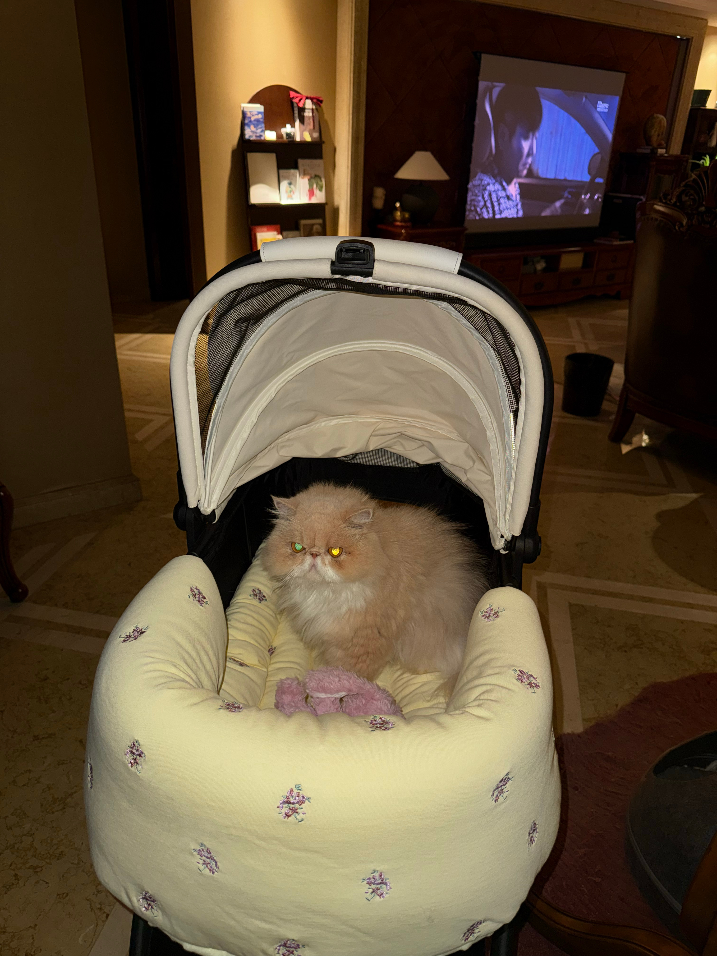 超乖🐈 ​​​