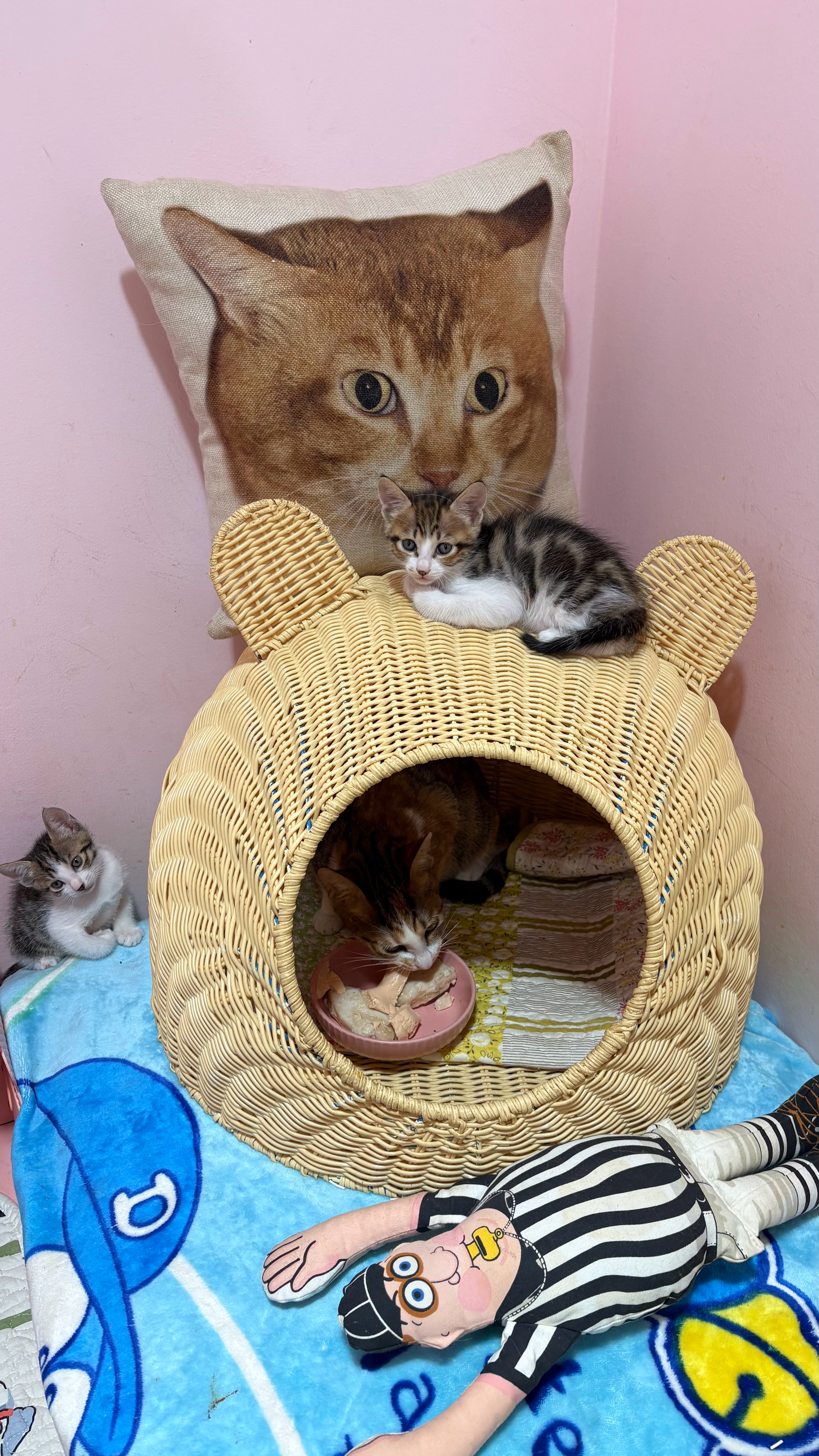 给仔继续找家。猫咪领养深圳领养毛茸茸的七夕情书 深圳