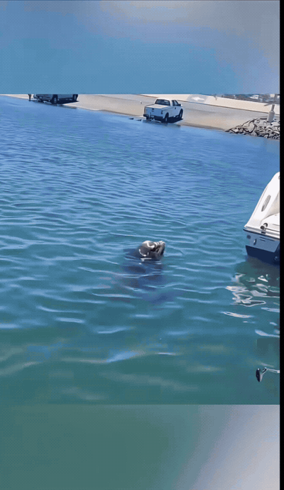 刚钓上鱼直接被海豹截胡，忙活半天给海豹打工，辛苦成果瞬间被没收！
