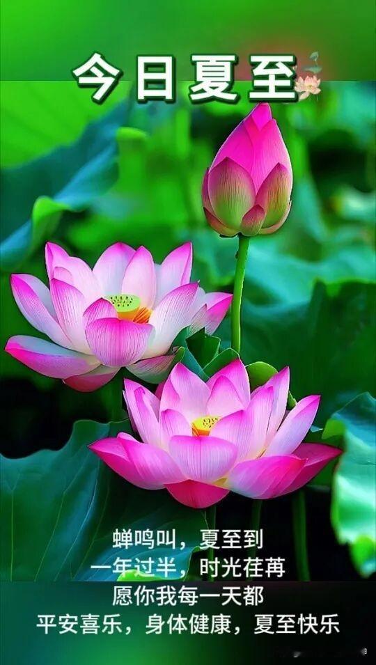 夏日荷花开，蝉鸣声声来，愿你平安喜乐每一天！🌸🍃