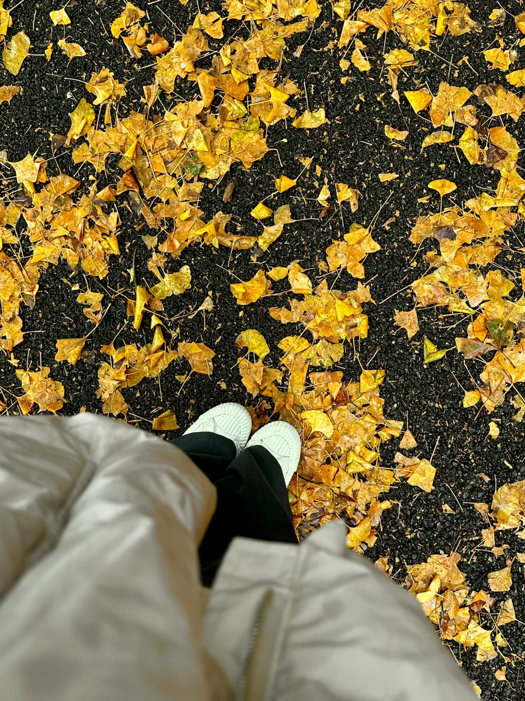 ²⁰²⁴/₁₁.₀₇  云大银杏大道 🍂 live实况