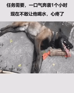 因任务需要，警犬一口气奔袭1小时，现在不敢让它喝水，心疼了！让我们为它点个赞好吗