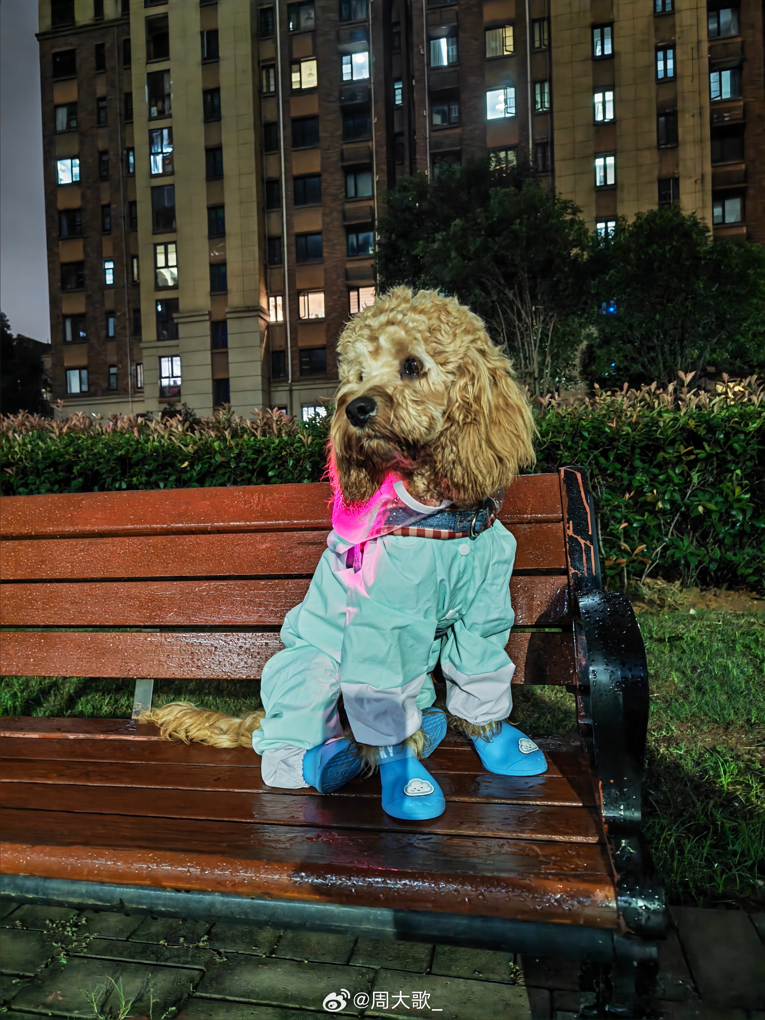 武汉连续下雨，还是给伊布整上了一套雨中战服！雨衣和雨鞋，玩耍之后无负担～主要是它