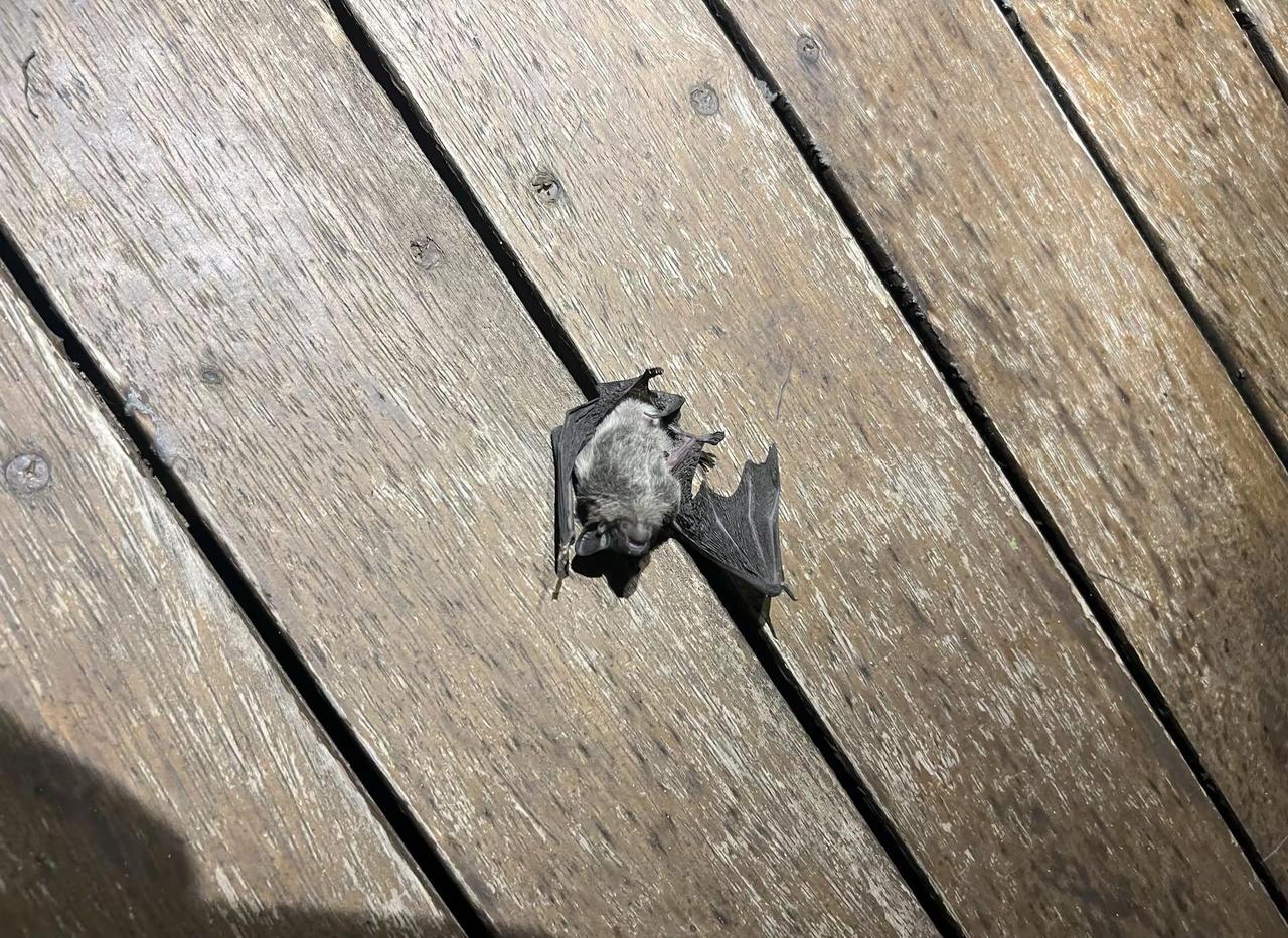 现在不送蜻蜓🧚🏻‍♀️了 送壁虎🦎啊 蝙蝠🦇啊 鹦鹉🦜啊 都是大件儿 