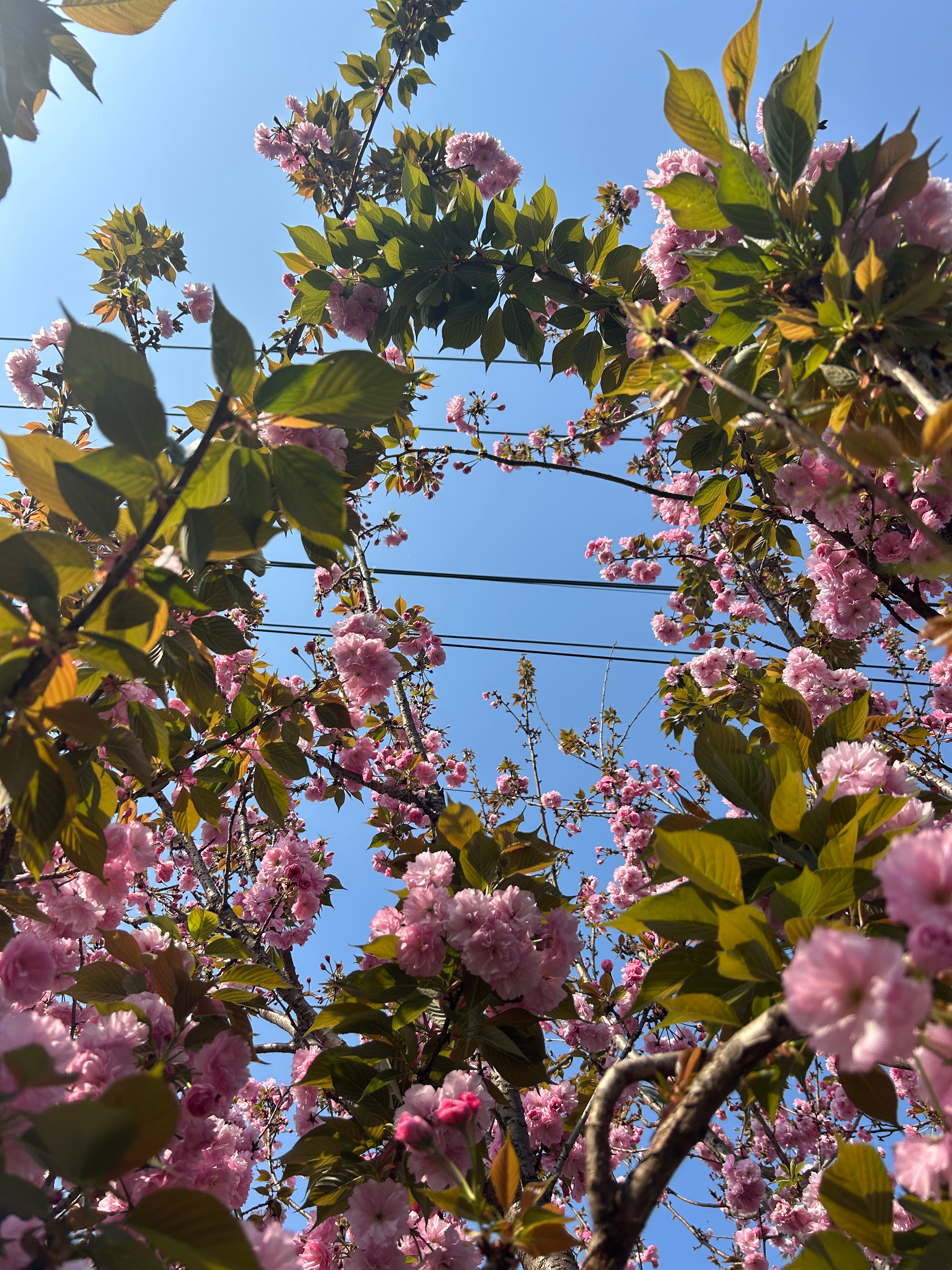 微博young派对 春日自愈记｜在温柔的春天里春日许愿池 前几日总窝在被窝里刷手
