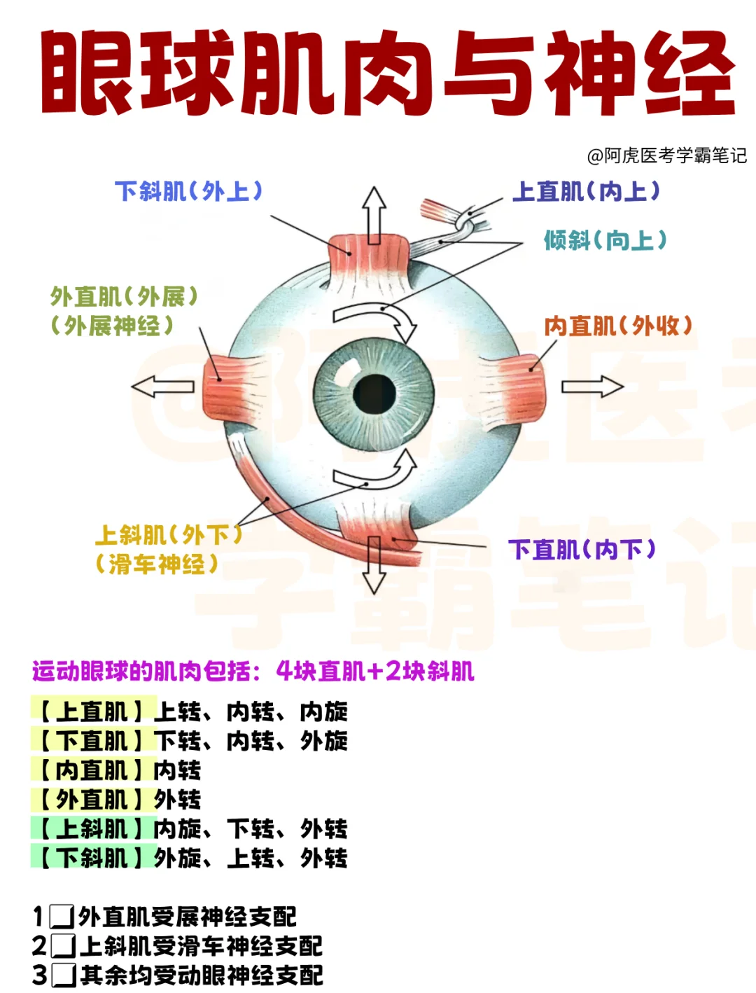 医学生笔记📒｜眼球肌肉与神经👆