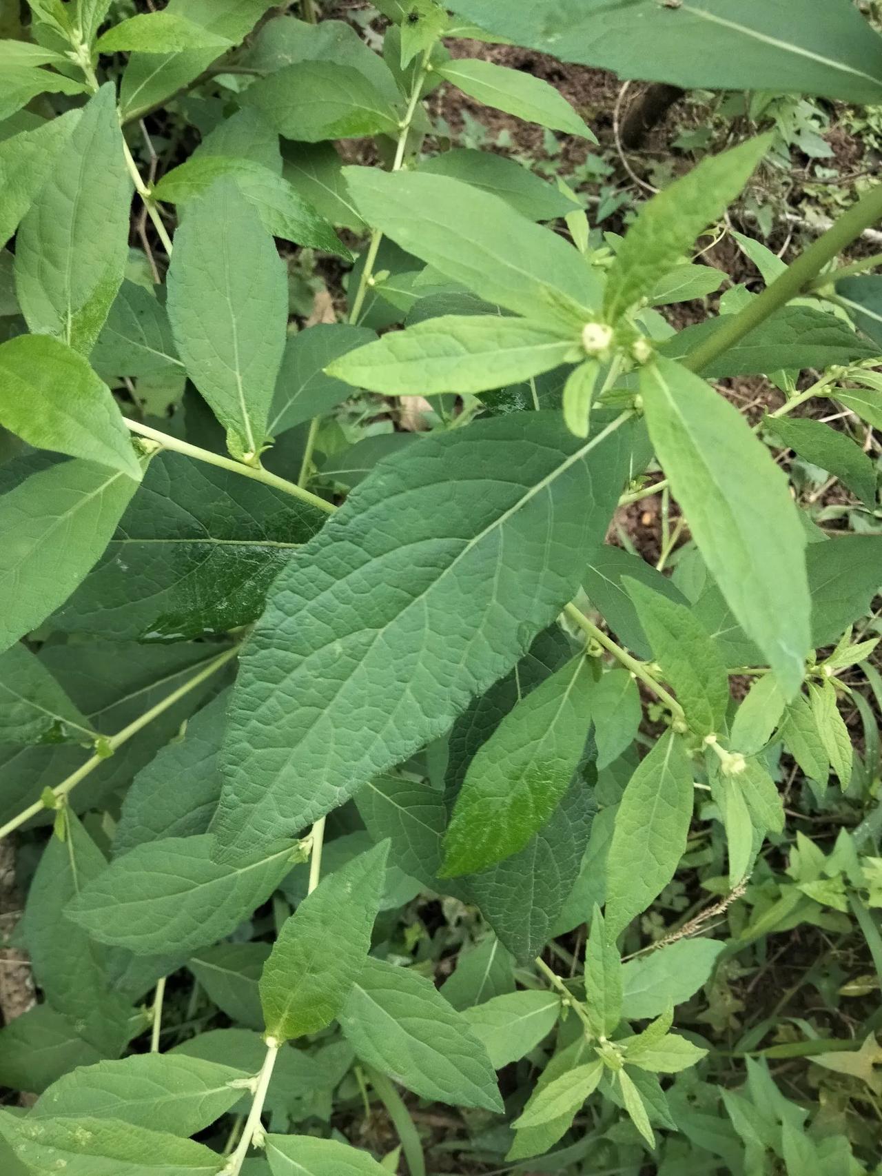 天名精，又叫地菘，野烟草，蟾蜍兰……
天名精是一种很古老的植物，《神农本草经》中