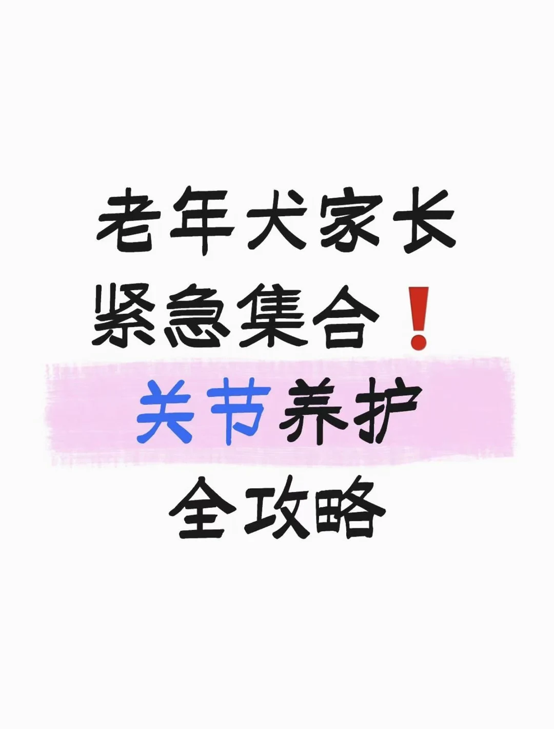 老年犬家长必看❗ 关节养护全攻略
