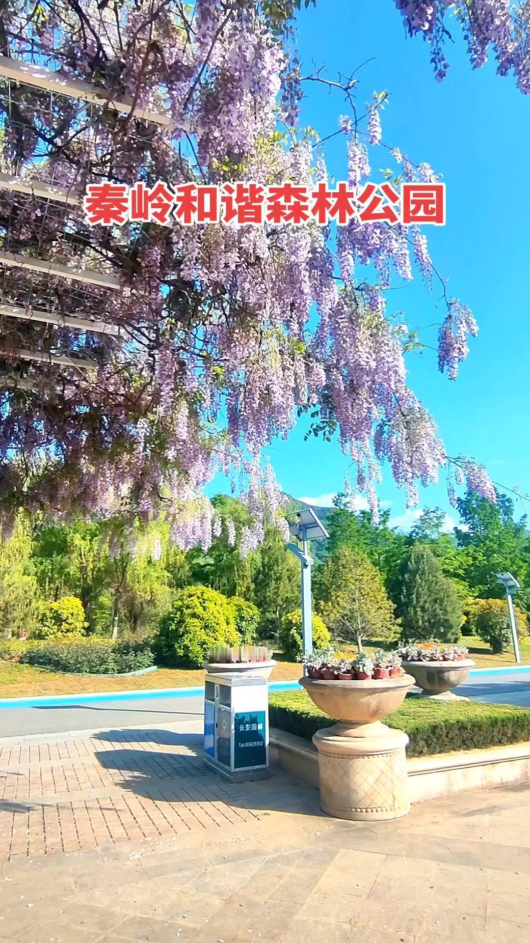 在陕西关中南环线的和谐森林公园，十里香花海正盛。翠绿的枝叶间，洁白的木香花像瀑布