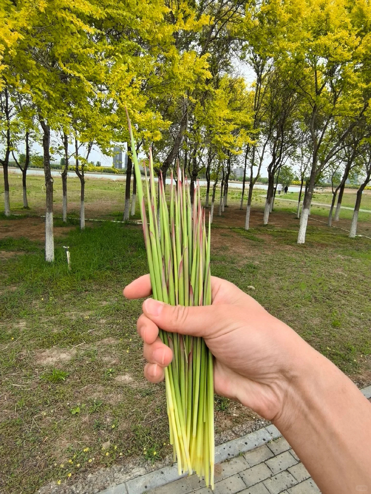 估计认识这个的，没几个人。还能吃。🥹 