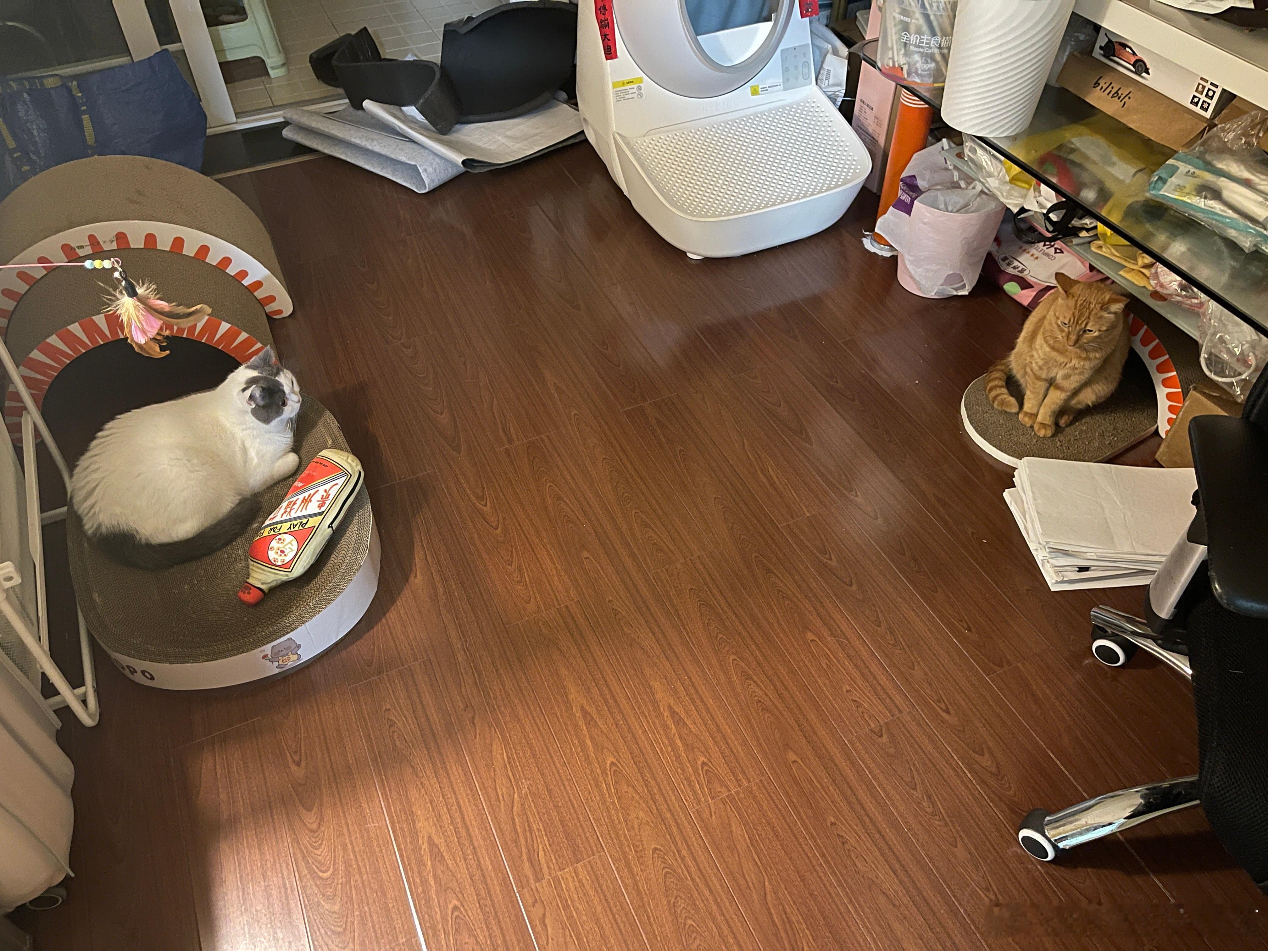 今晚是碗碗第一次面对白胖势力没有退缩，以前面对豚豚这样的面对面盯梢，碗碗是一定会