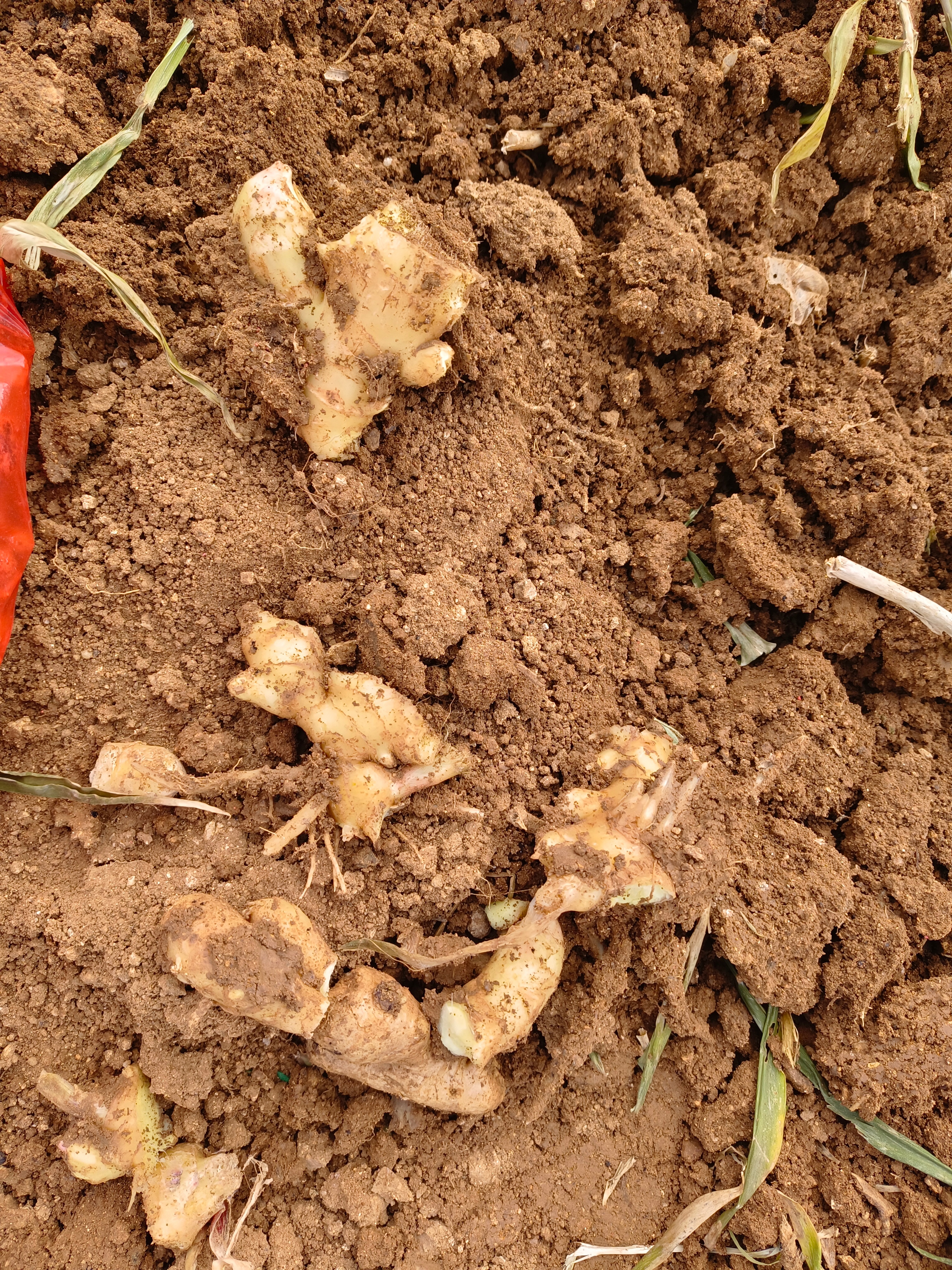 一撅头下去，没想到，居然挖到这么多
