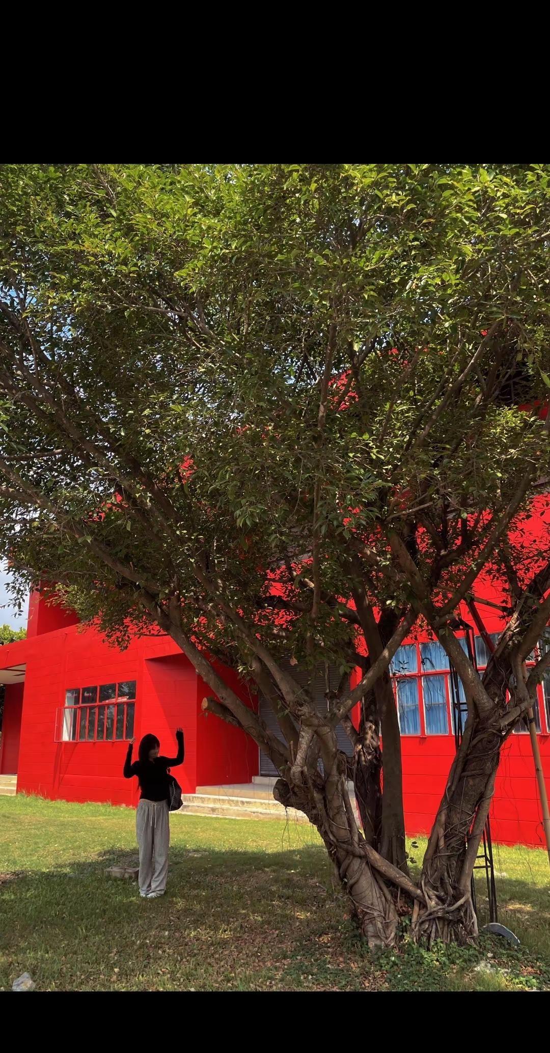 舒服才是常态🎈惬意午后