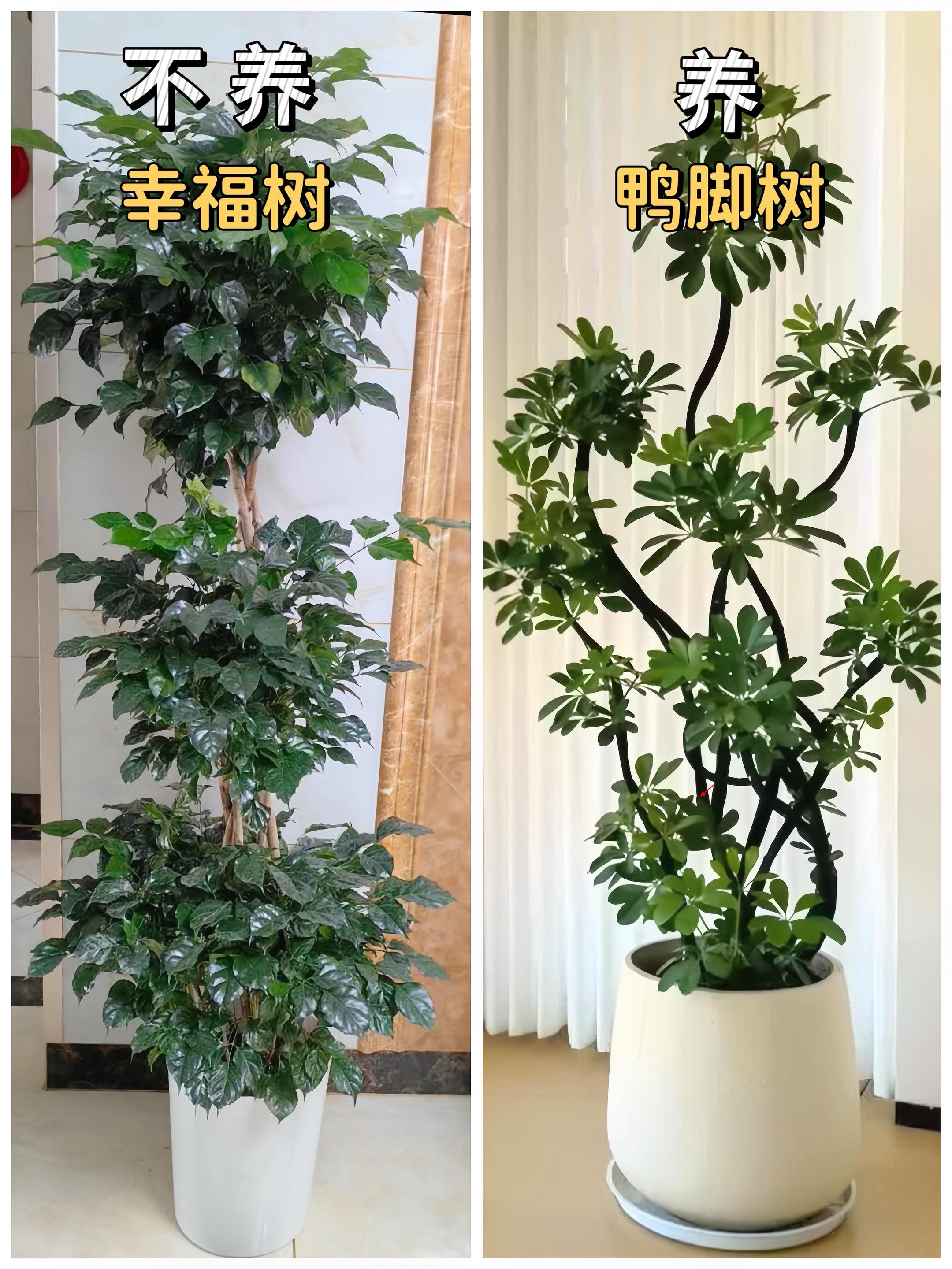 适合家里养的十种绿植，易活好打理颜值高！