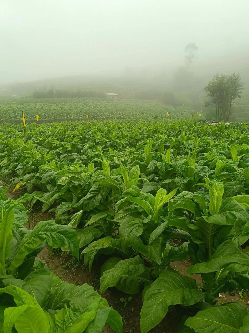 人们的精神食粮，曾经高州根子红烟，和电白黄岭红烟，是粤西茂名地区七八十年代最负盛