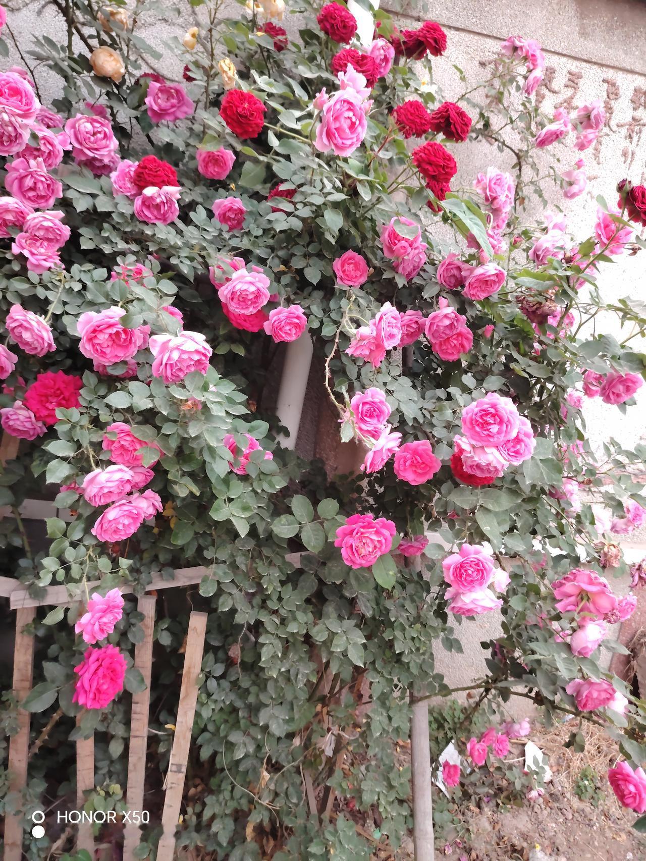 粉嫩玫瑰墙，浪漫满溢！🌹💕