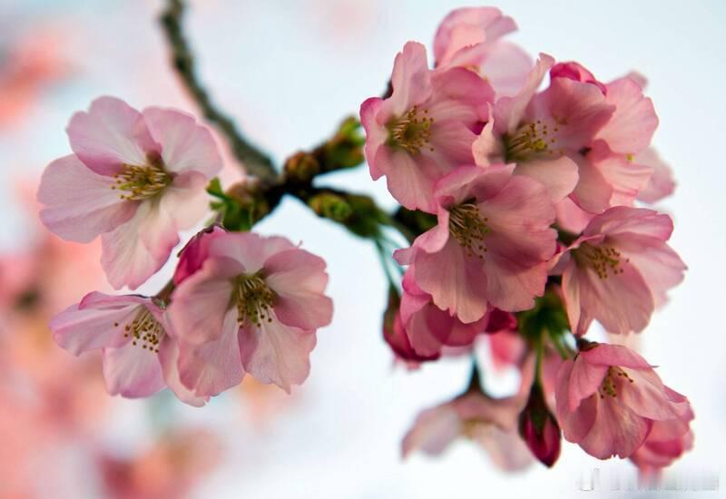 樱花绽放！西日本刮起“首场春风” 多地气温明显回升海外新鲜事ai热点共创计划日本