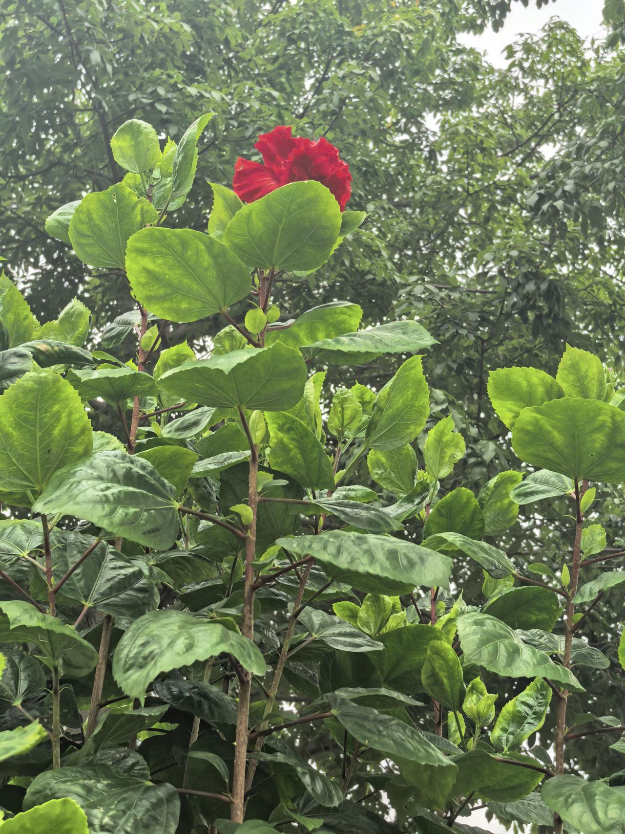 晒晒随手拍的花路过杨美地铁站那段路，远远看见万绿叶中一点红，确实美。于是，就拍了