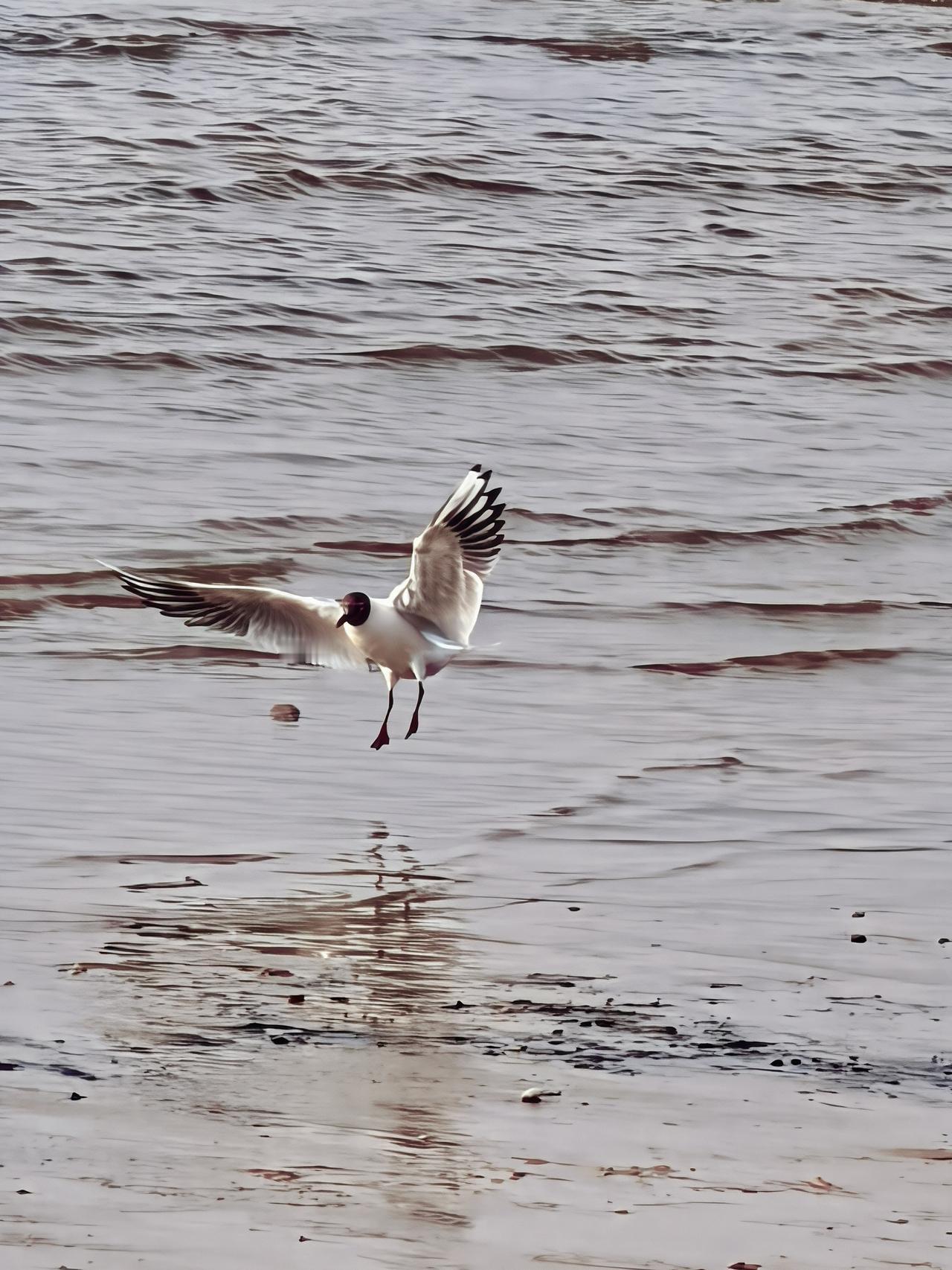 黑嘴鸥[祈祷][祈祷][祈祷]