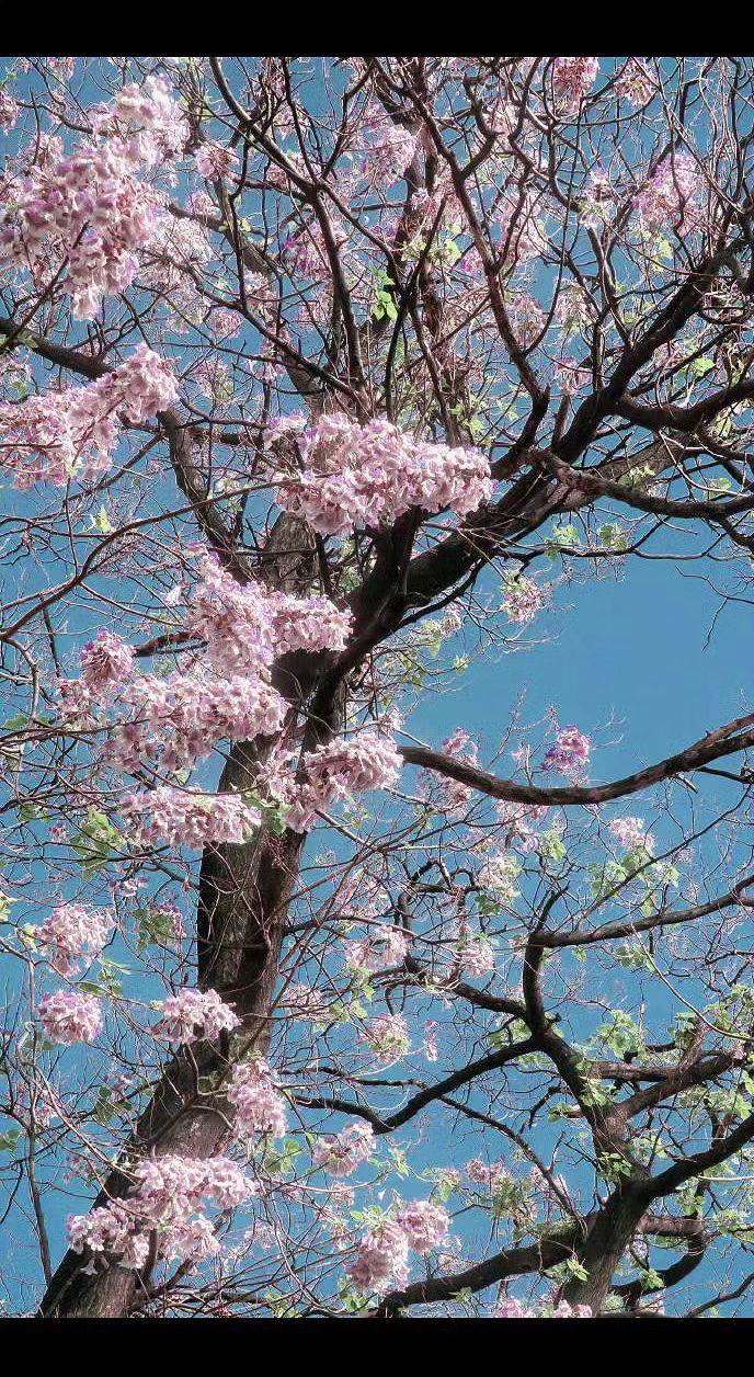 🌸抬头撞见满树云霞！泡桐花在风里摇晃，像谁把春天揉碎了撒在枝头～连空气都甜得发