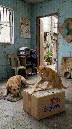家人们谁懂啊！这段AI生成视频脑洞直接拉满，很难评判这只橘猫是天才还是闯祸精！