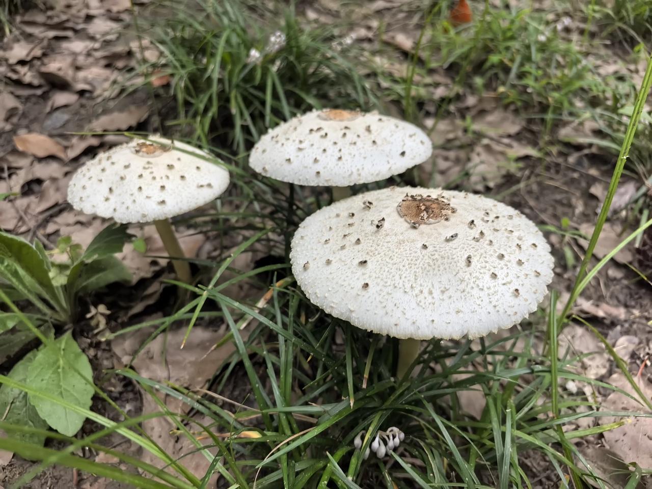 梅雨季的潮湿让小区变成了天然的