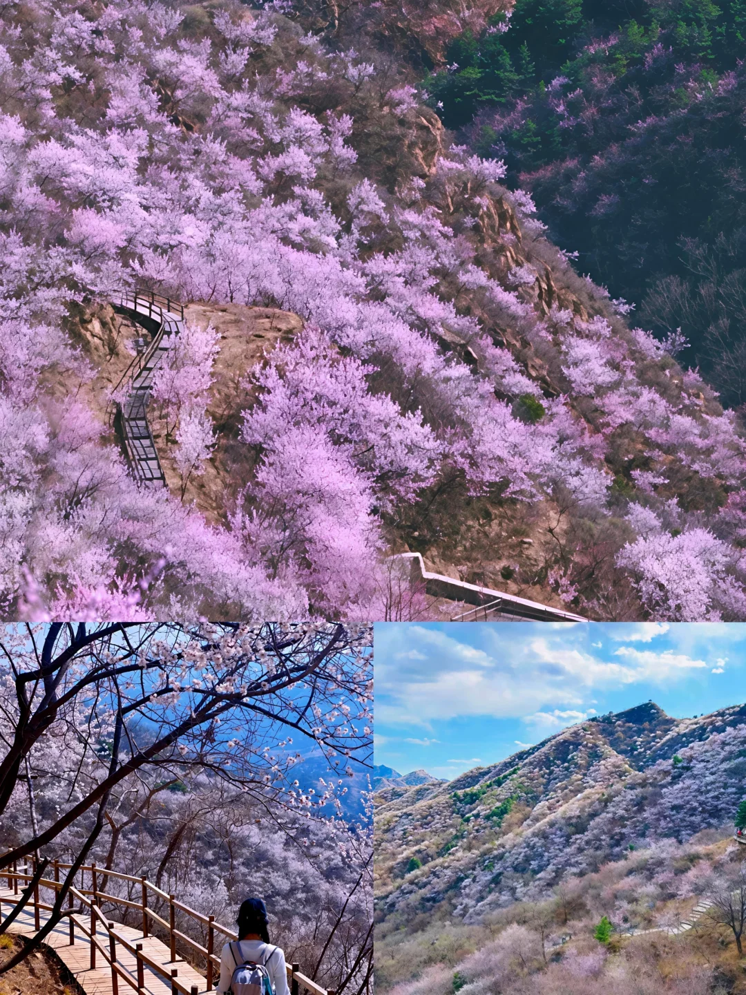 🌸望宝川粉色徒步记