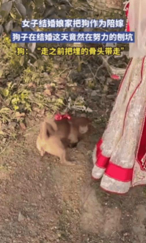 江苏一女子结婚，娘家竟然把狗作为陪嫁，没想到，女子结婚这天，狗子居然完全不理会新