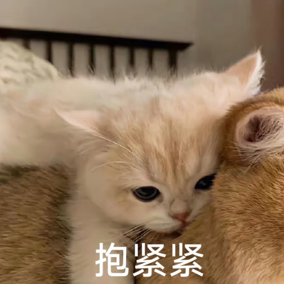 两个半月了，小小人类感官觉醒，褪去新生儿的懵懂，铃兰开始变成有模有样的小朋友~有