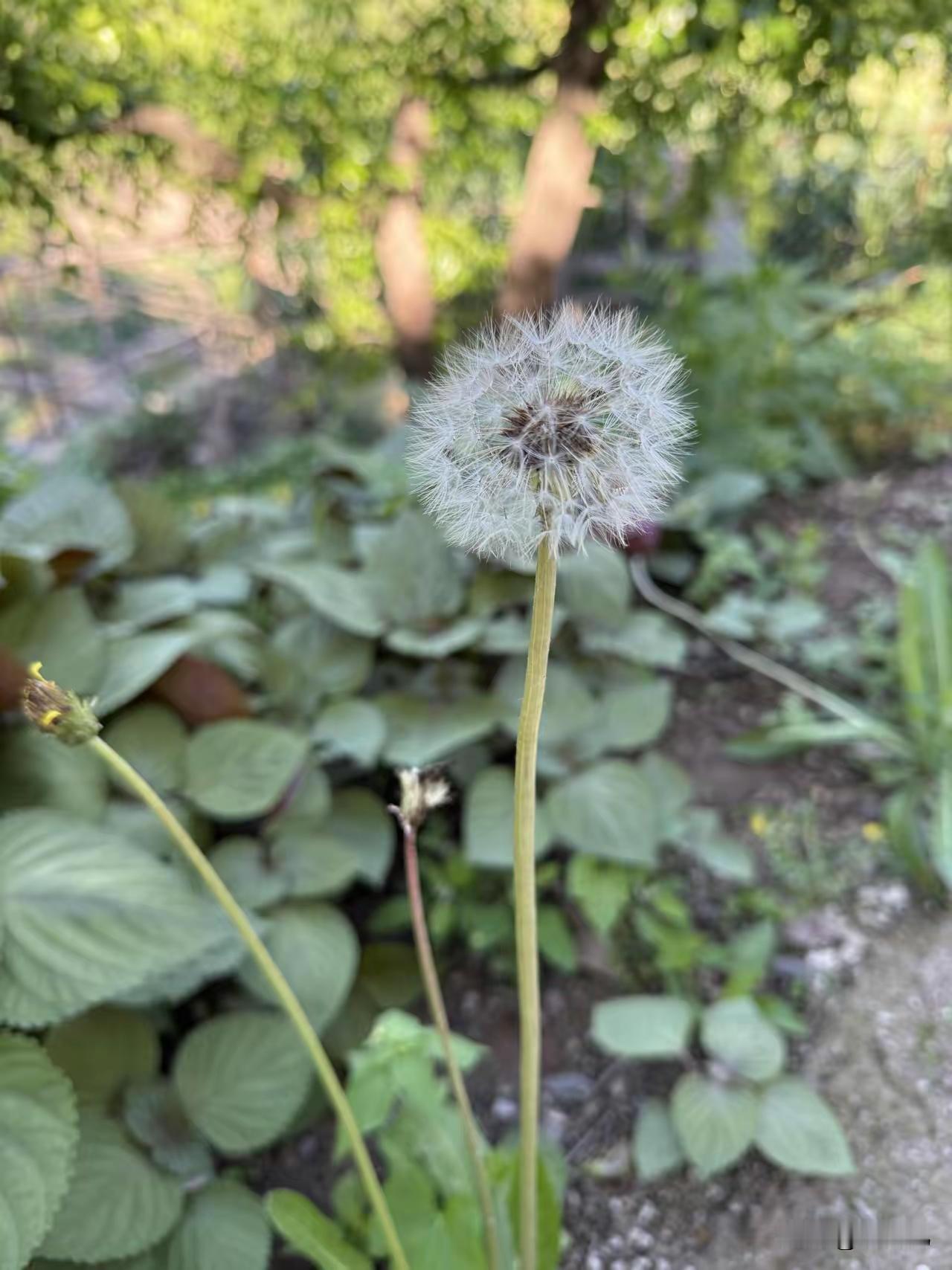 分享手机里的花花草草