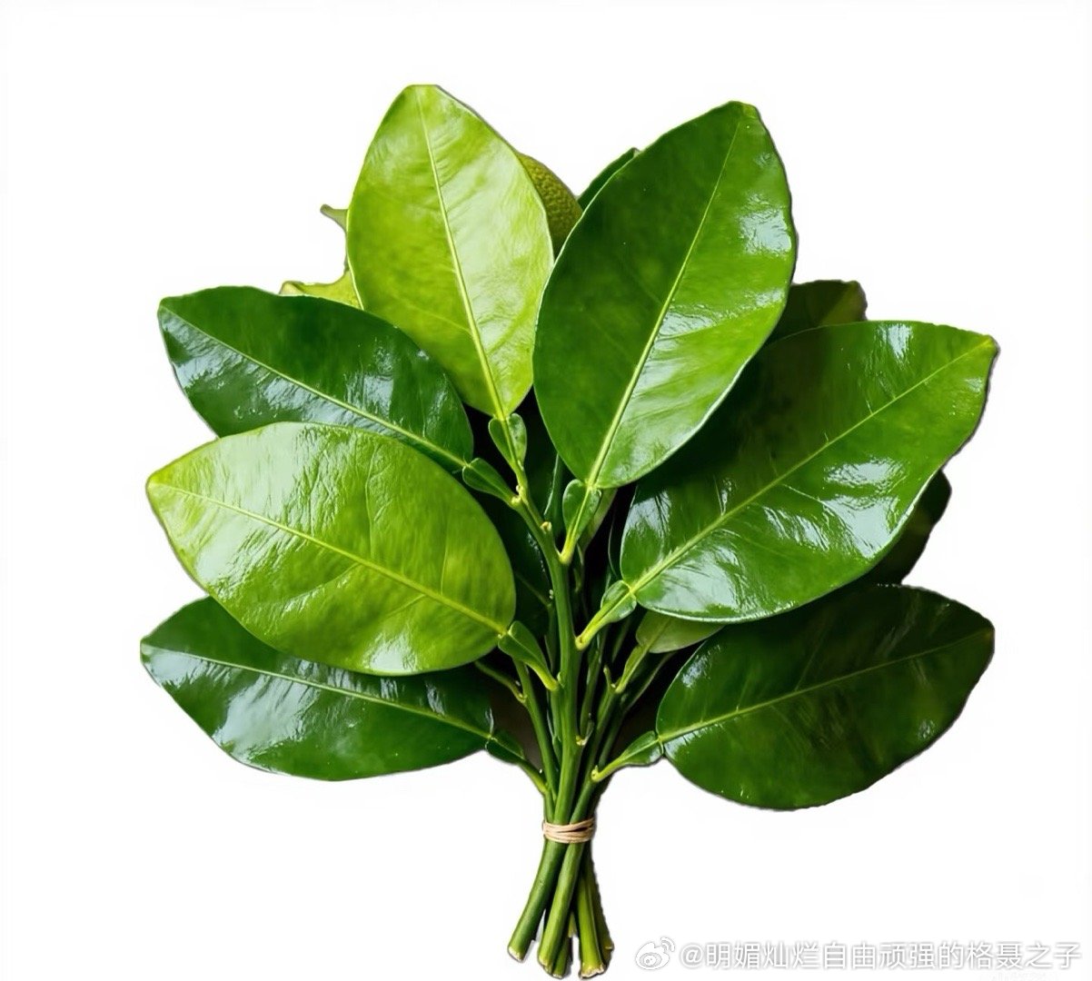 我的眼睛也更长久地把自然凝视，却无视其他的存在。 