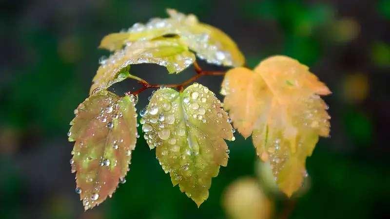尤其傍晚雨停的时候，天边常有一层温柔的霞色，配上湿漉漉反光的街道，拍剪影和倒影都