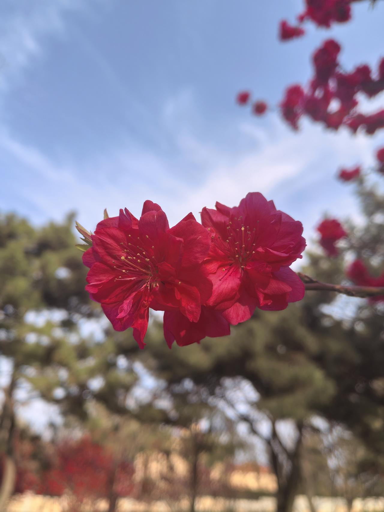 楼下邻居李二嫂去赶集，主要不是为了买东西，集市上人多热闹，有唱戏的剧团，她是个戏