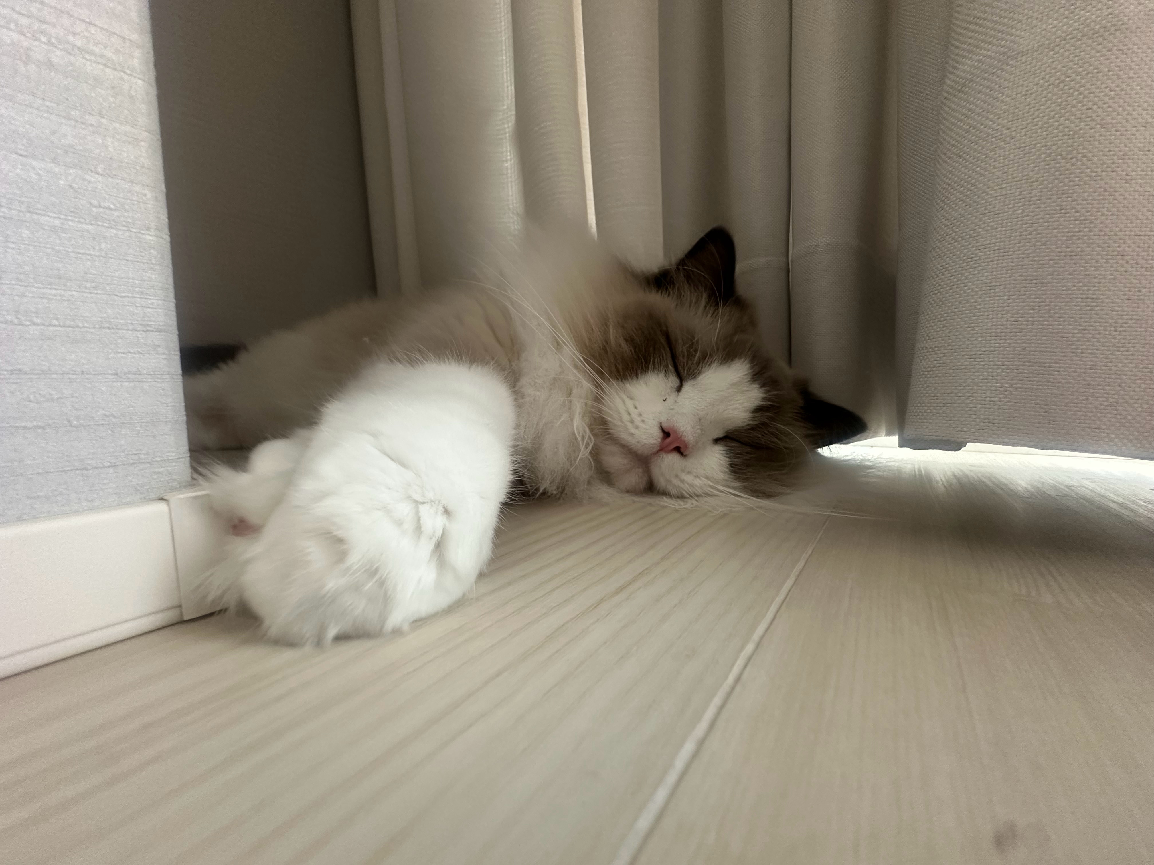 出门休息一段，猫摆这里，请帮我照顾下。有其它重要的事大本营说～ 