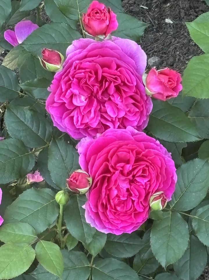 花开如此美丽！