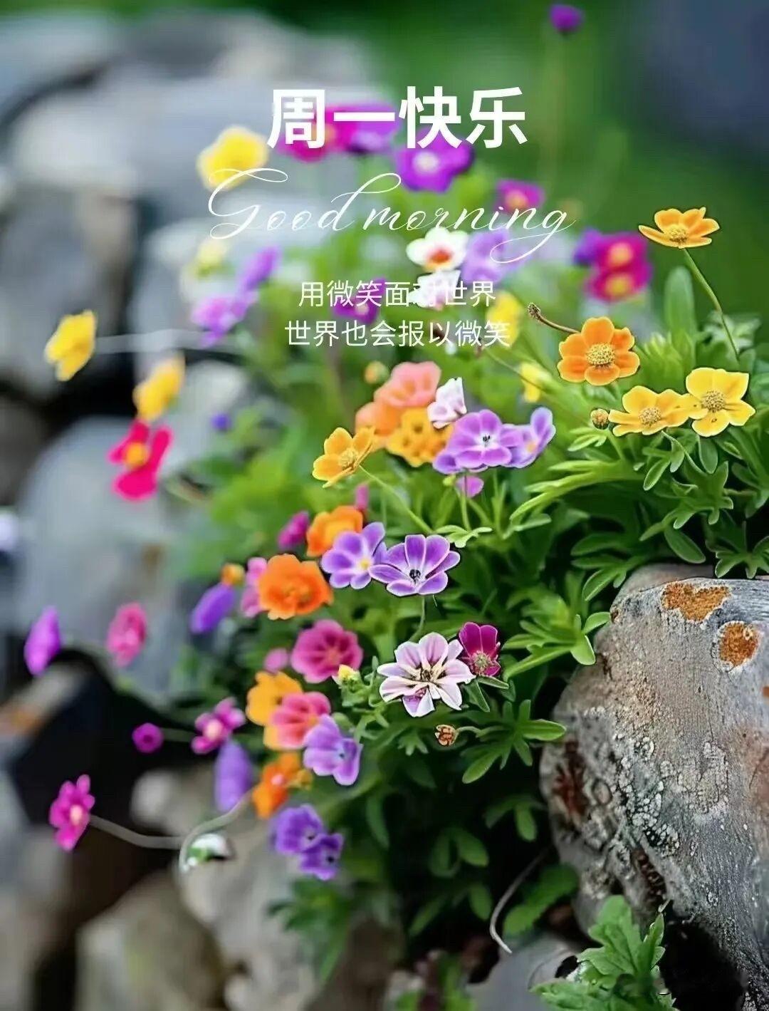 ☀️²⁰²⁶/₀₆.₀₈ 周一愉快｜早安🍃🌸☕️🍒🍊
晓色开新境，清风伴