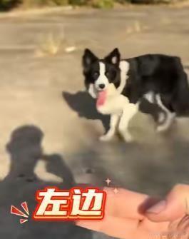 这位男子在与边牧的日常相处中，会利用特定的词汇和手势来指导它进行各种动作，如坐下