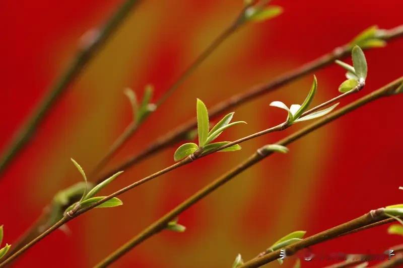 看到“鸟语花香春色美”这个上联，瞬间感觉春意扑面而来。它描绘出鸟儿欢唱、花儿飘香