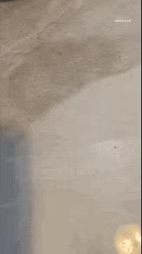 别人吃肉你喝汤，铲屎官吃蛋修狗吃蛋壳？好像也没有什么毛病。