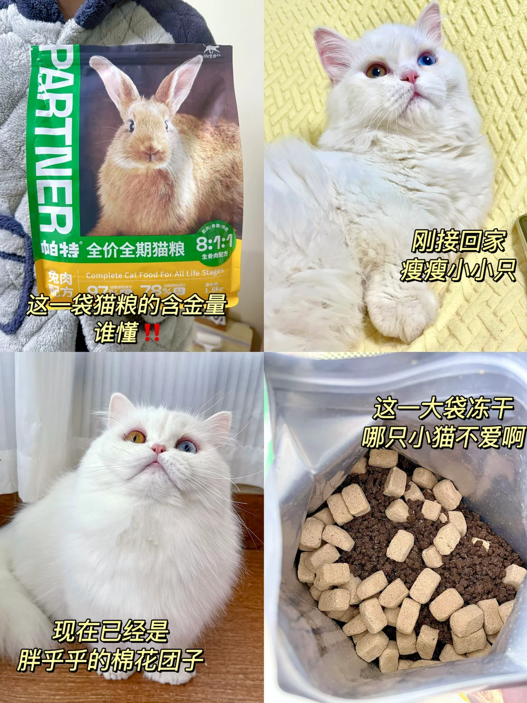 我的小猫终于长肉发腮了‼