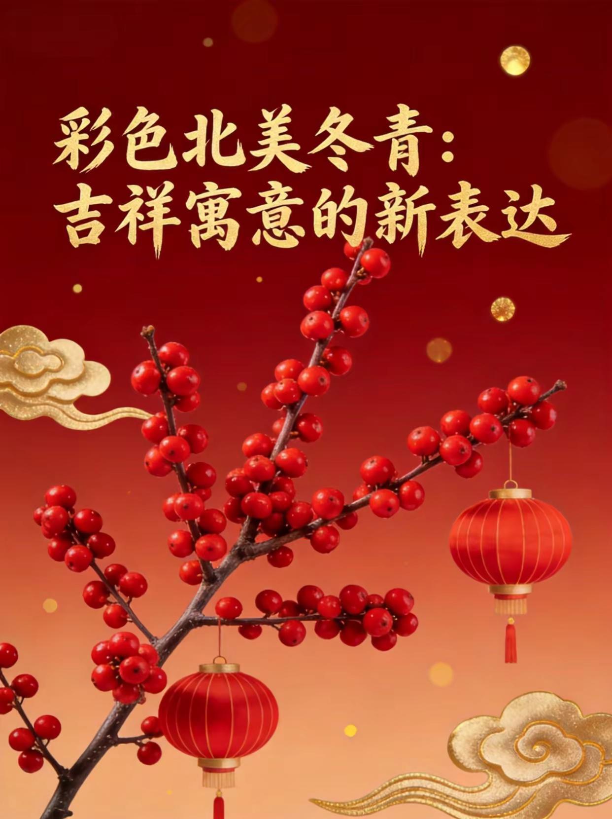 彩色北美冬青，吉祥寓意的新表达！。北美冬青