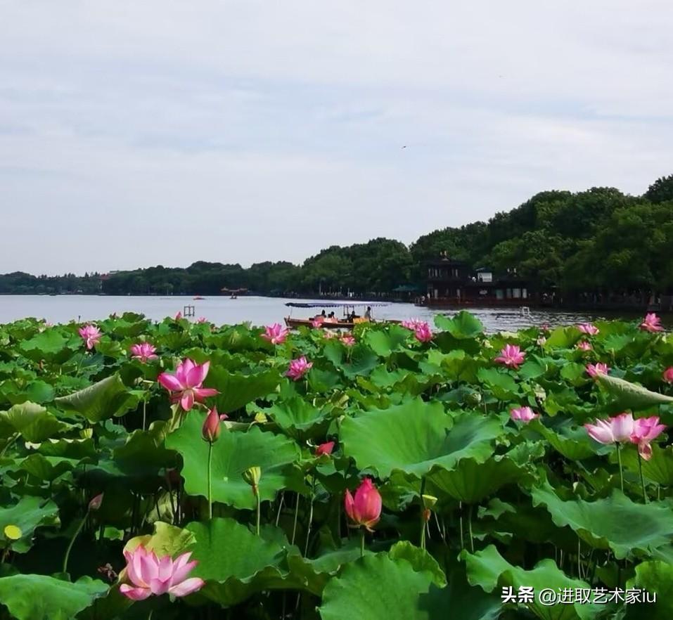 杭州西湖荷花盛开，人气最旺的荷塘月色就在西湖一公园，这里离市中心最近，人气最旺，