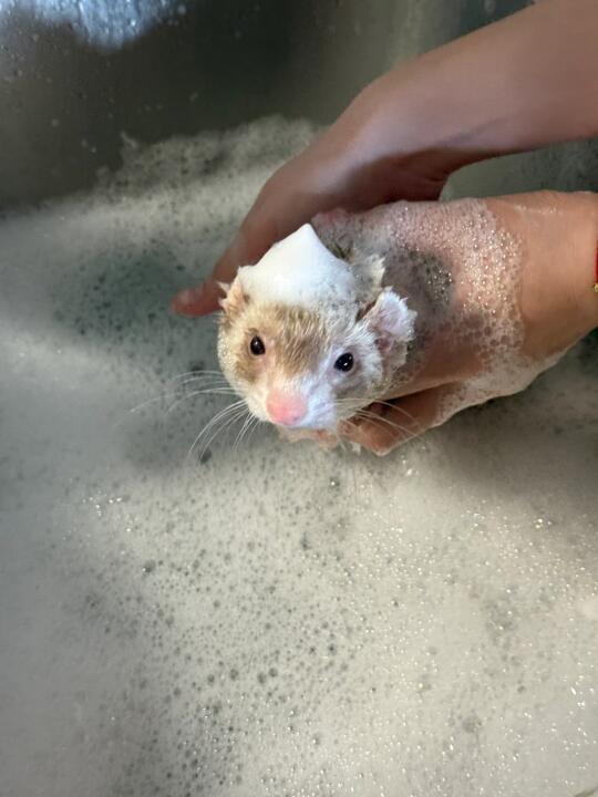 姨姨们，我今天洗澡了🛁