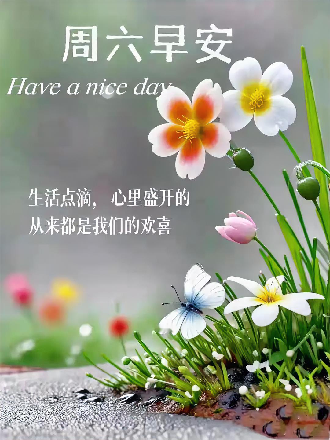 周六早安！蝴蝶轻吻花蕊，生活点滴里藏着欢喜，愿你今日心情如花儿般绽放。
分享一张