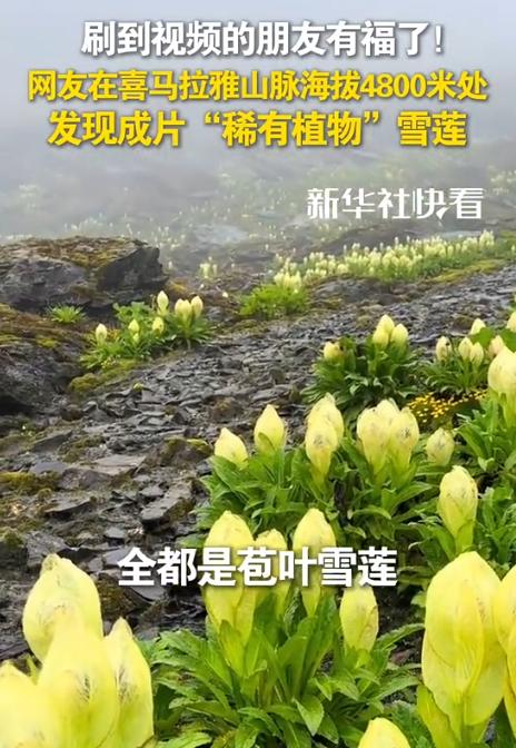 最近，男子在攀登喜马拉雅山时，在4800米的地方，发现前方有一片绿色，他抬头往前