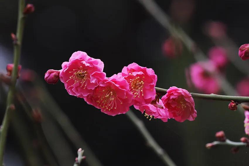 今晨春雨润红梅