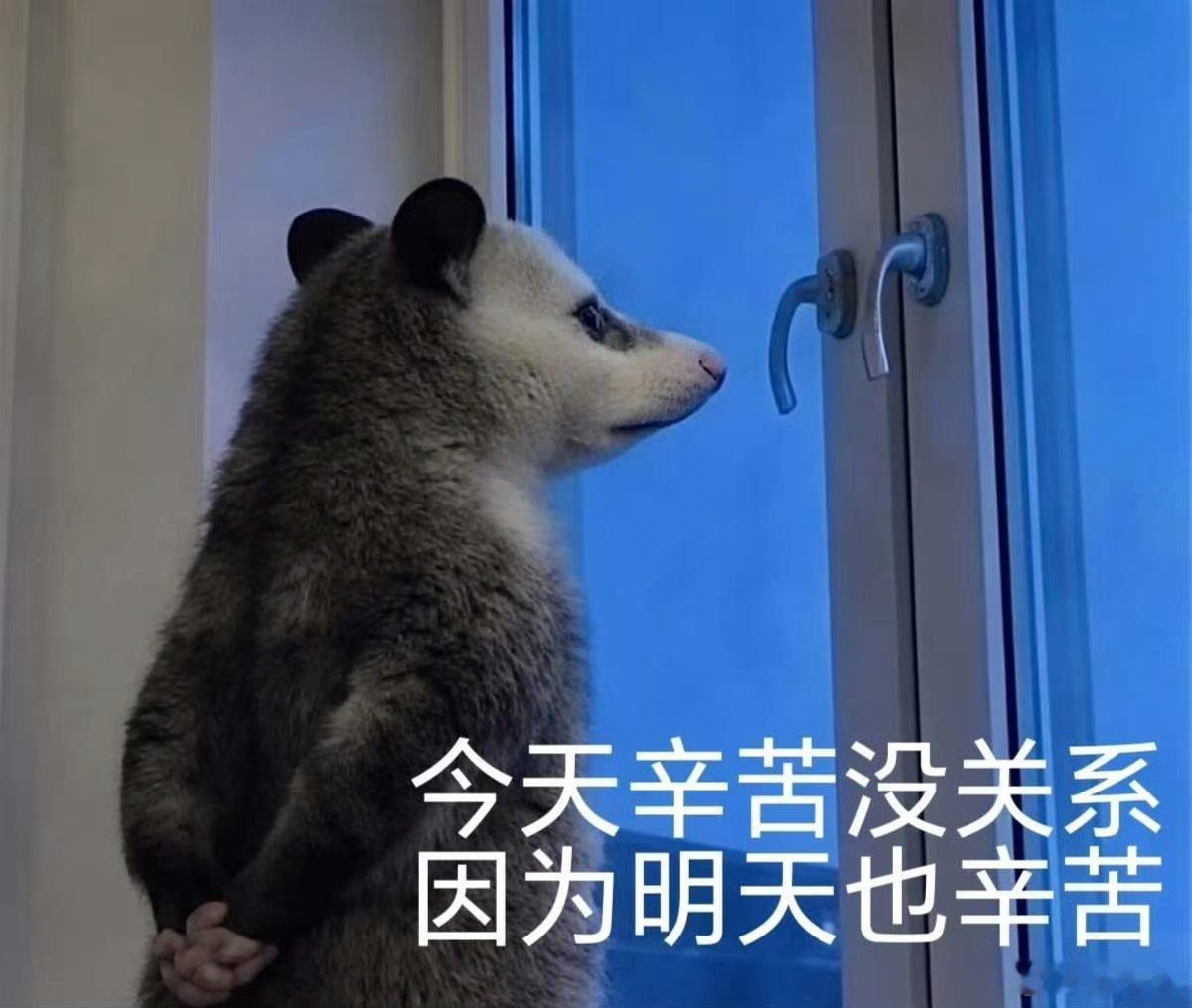 谁能拒绝一只负鼠呢天生身怀独门装s绝技的负鼠，遇上惊扰立刻 闭 眼 僵 住，演技
