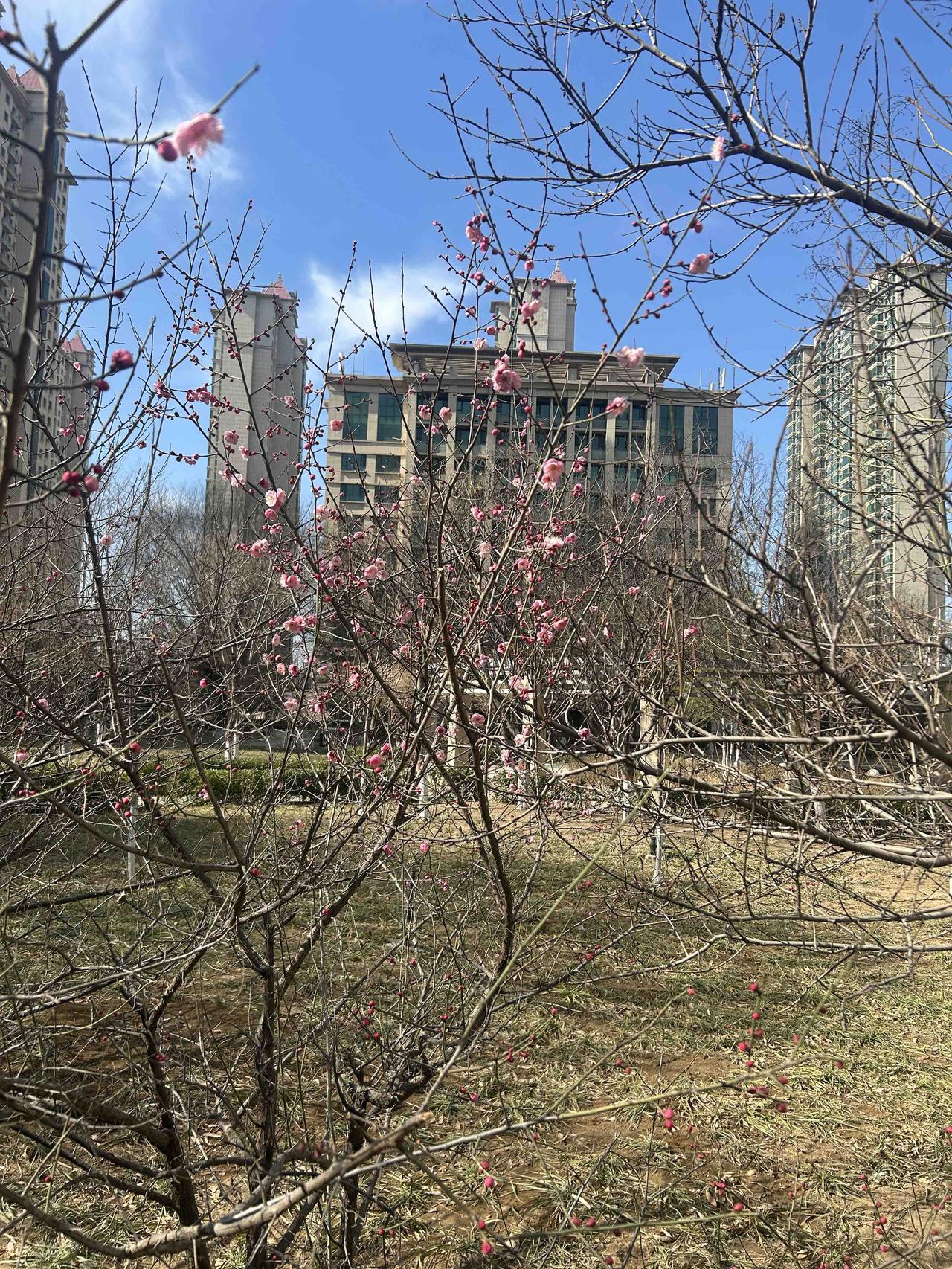 大家猜测是什么花。今天大年初一，它率先开放了。它的开放早于迎春花，早于柳发芽。它