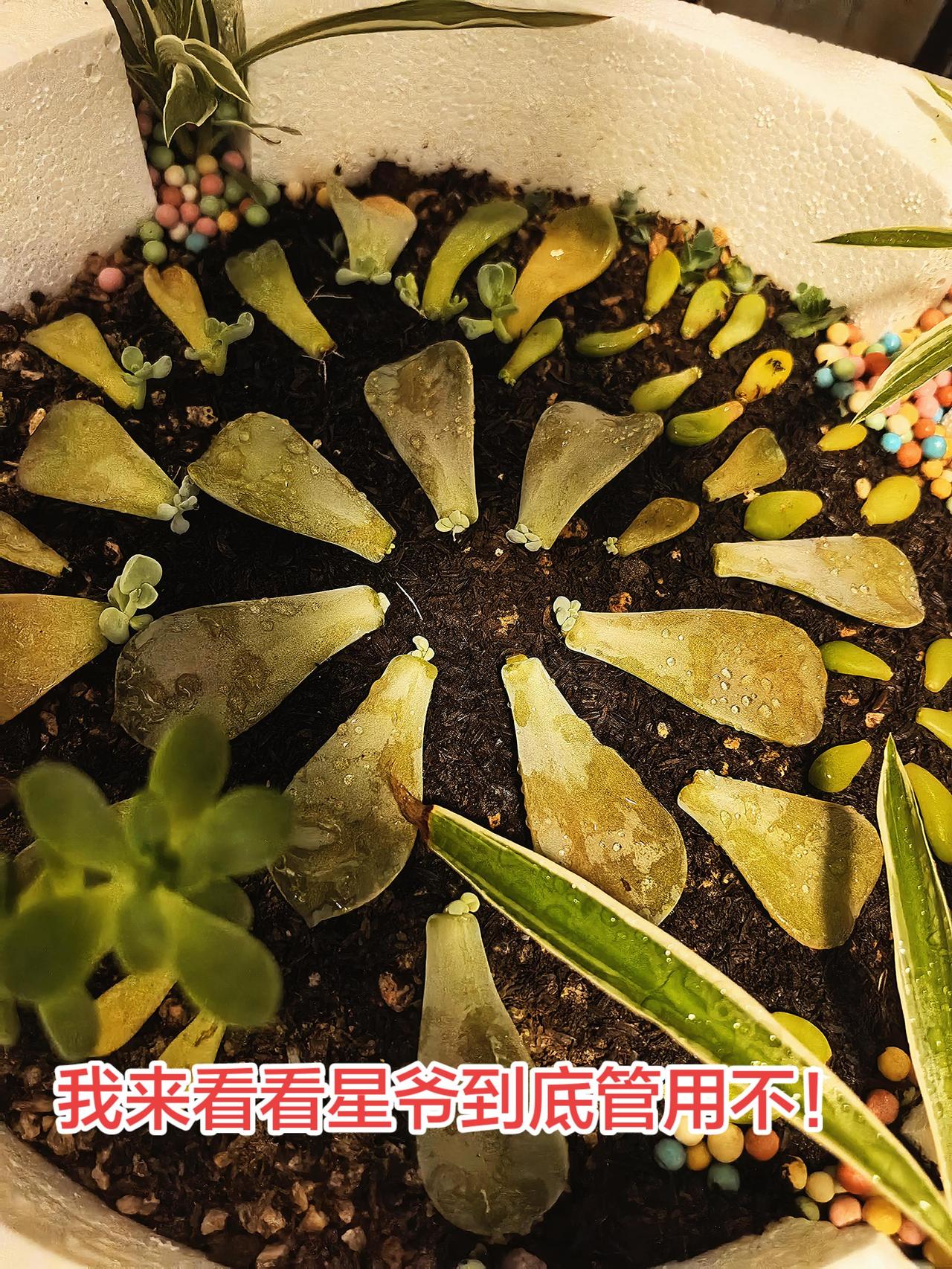 我来看看星爷管不管用！